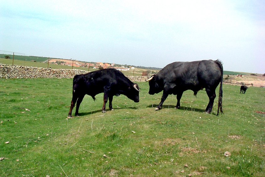 Campo Charro (ADRECAG)