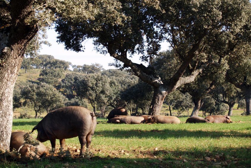 Campo Charro (ADRECAG)