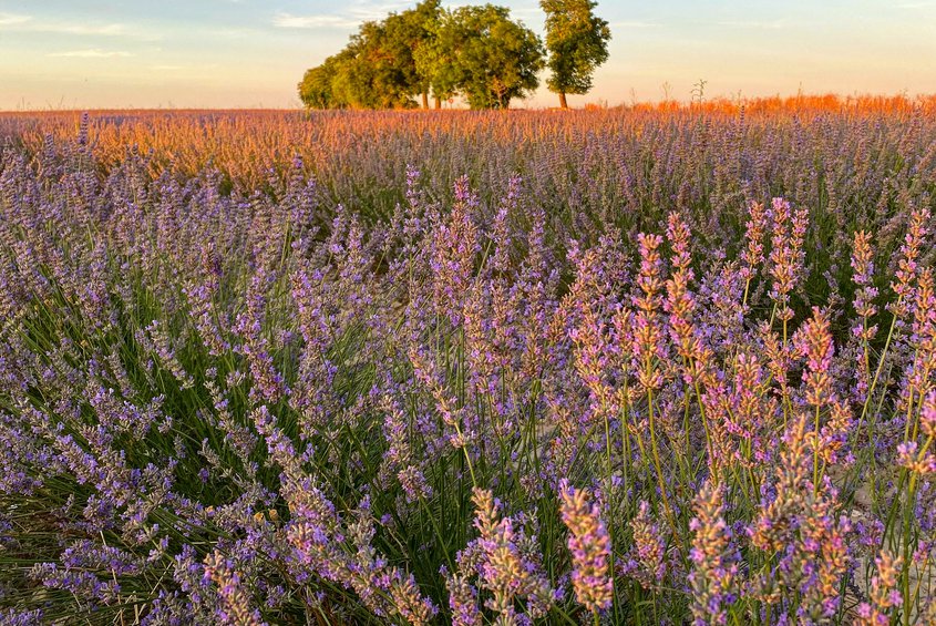 Campos de lavanda Tiedra (Zona Centro)