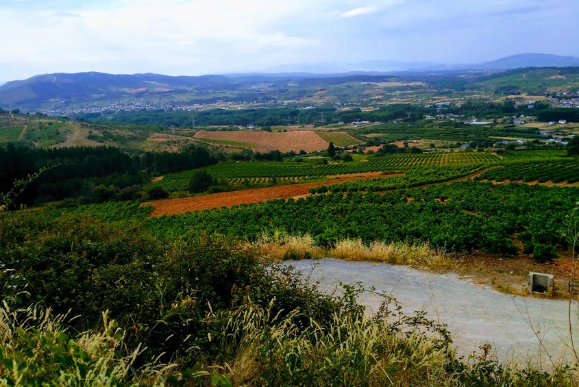 Paisaje con viñedos desde el Castro Bergidum (ASODEBI)